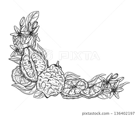 Bergamot vector isolated corner border with blank space for text. Citrus fruit with slices, leaves and flowers etching drawing template. Floral illustration for greeting cards, label, packaging Bergamot vector isolated corner border with blank space for text. Citrus fruit with slices, leaves and flowers etching drawing template. Floral illustration for greeting cards, label, packaging 136402197