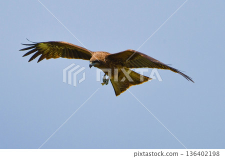 Tobi in the sky 136402198