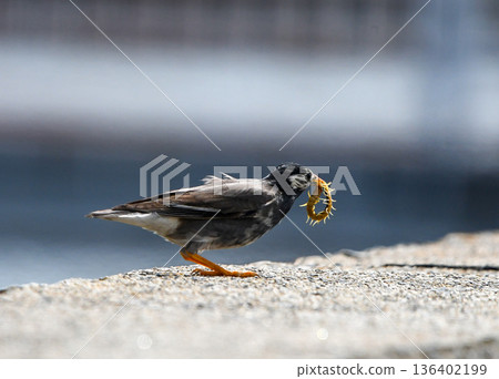 椋鳥捉到了一隻蜈蚣 椋鳥捉到了一隻蜈蚣 136402199