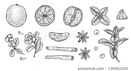 Aromatic fruits, berries, spices and herbs for making winter drinks and mulled wines vector isolated illustration. Orange fruit, cinnamon, lingonberry, star anise and mint plant ingredient clip art 136402200