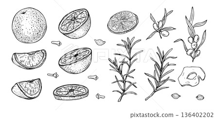 Juicy orange vector isolated illustration painted by black inks. Monochrome whole citrus and halved fruit etching drawing for cold summer drink, bar menus, fresh drink packaging, summer design. 136402202