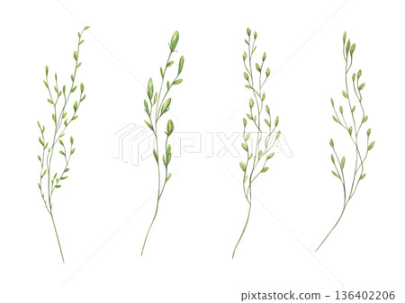 Flowering meadow spikelet and wild oats watercolor illustration on isolated background. Wild herbs, grasses clip art for organic product labels, rustic wedding decor, eco friendly packaging. 136402206