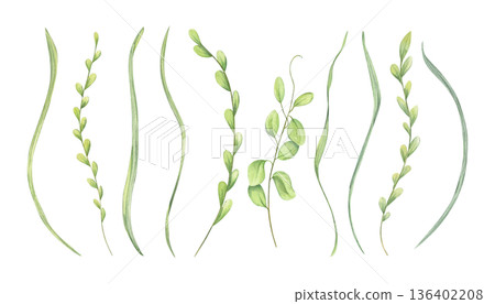 Spring blades of grass, meadow herbs clip art watercolor illustration on isolated background. Hand painted wild green leaves set. Natural organic elements for decorative herbal design, greeting card. 136402208