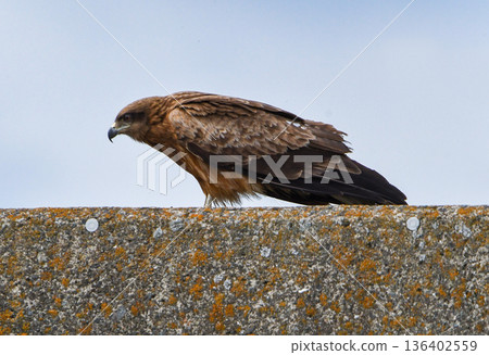 A black kite standing on the embankment A black kite standing on the embankment 136402559