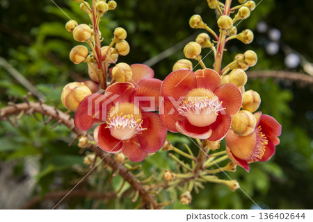 THAILAND NONTHABURI PAK KRET KO KRET FLOWER 136402644