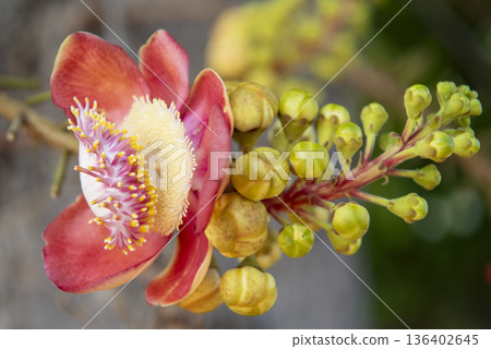 THAILAND NONTHABURI PAK KRET KO KRET FLOWER 136402645