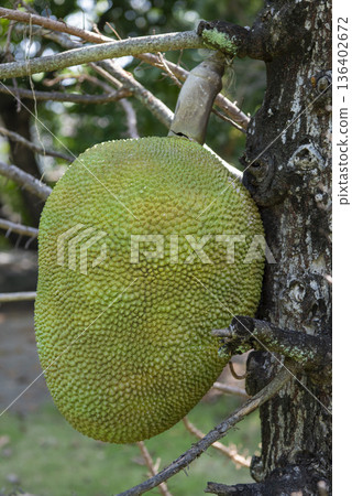 THAILAND NONTHABURI PAK KRET KO KRET JACKFRUIT 136402672