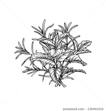 Rosemary and mint bouquet vector illustration painted by black inks. Aromatic fresh herbs etching drawing. Fragrant lavender and peppermint plant for spa products, cooking blogs, wedding decor 136402816