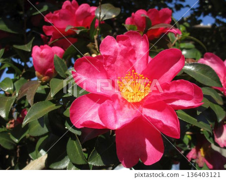 Camellia tree with pink flowers 136403121