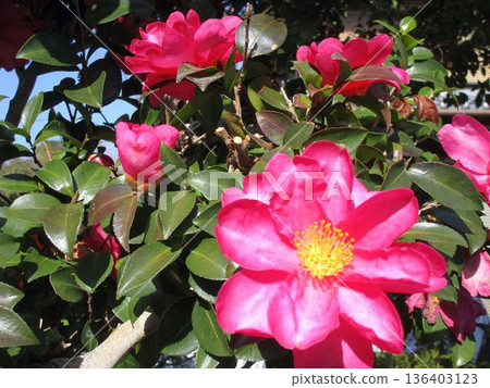 Camellia tree with pink flowers 136403123