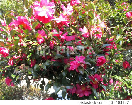Camellia tree with pink flowers Camellia tree with pink flowers 136403127