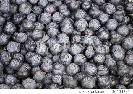 Studio shot of shiny blueberries. Detailed photographic view emphasizing glossy surface and fragile textures of newly harvested blueberries in controlled setting Studio shot of shiny blueberries. Detailed photographic view emphasizing glossy surface and fragile textures of newly harvested blueberries in controlled setting 136403235