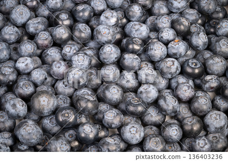 Blueberry harvest beauty. Fresh blueberries under morning light. Dewkissed blueberries with vibrant indigo shades. Closeup of ripe blueberries with textured farm ambiance Blueberry harvest beauty. Fresh blueberries under morning light. Dewkissed blueberries with vibrant indigo shades. Closeup of ripe blueberries with textured farm ambiance 136403236