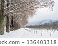 Snow scene of metasequoia trees in Shiga 136403318