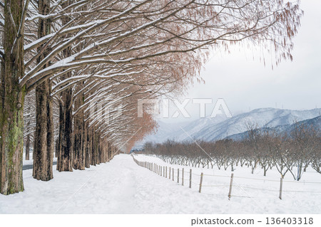 滋賀郡雪景中的水杉樹 136403318