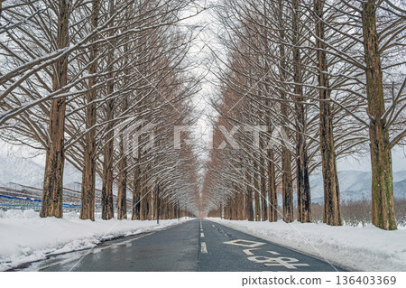 滋賀郡雪景中的水杉樹 136403369