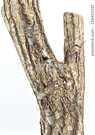 Miyamakuwagata 136403382