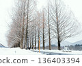 Snow scene of metasequoia trees in Shiga 136403394