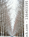 Snow scene of metasequoia trees in Shiga 136403395
