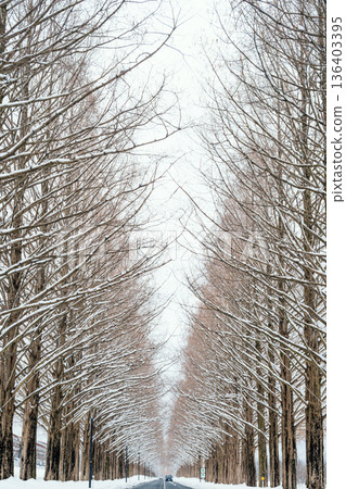 Snow scene of metasequoia trees in Shiga 136403395