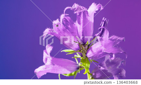 An intricate macro photograph capturing delicate textures and translucent veins of purple blossom 136403668