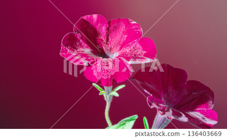 Velvet petals with dewy glow. Intimate still life showcasing vibrant blooms and gentle hues 136403669