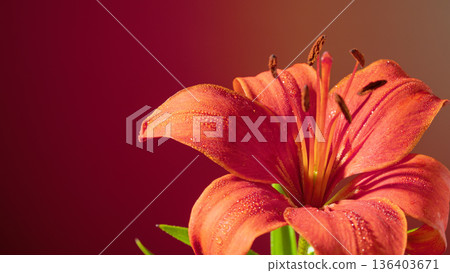 Bright orange lily with details. Macro shot of vibrant orange lily against gradient background 136403671