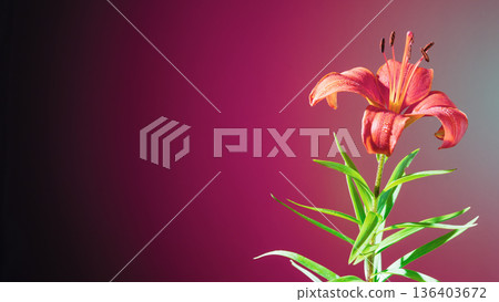 Bright orange flower with open petals. Colorful flower closeup with warm gradient background emphasis 136403672