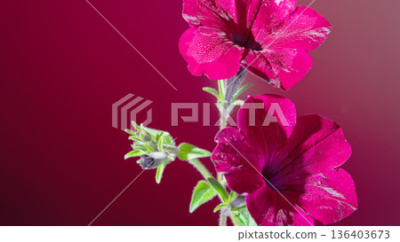 Stunning magenta petunia with green stem on bold red background for marketing and editorial purposes 136403673