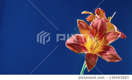 Energetic portrayal of vibrant orange daylily with bold blue surroundings and sophisticated contours 136403683