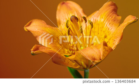 Intimate portrayal of bright flower featuring speckled center and delicate petals in warm amber tones Intimate portrayal of bright flower featuring speckled center and delicate petals in warm amber tones 136403684