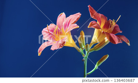 Vivid depiction of lilies emphasizing detailed floral structures and creatively used lighting effects 136403687
