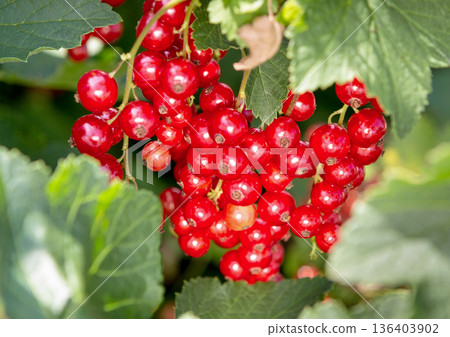 Currant berry. Red currant on a bush close-up. Currant berry. Red currant on a bush close-up. 136403902