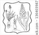 Whimsycal sketch of Muscari Flowers in frame 136403987