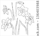 Whimsical botanical illustration of Daffodil flowers or Narcissus 136403988