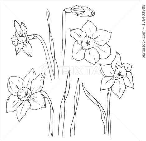 Whimsical botanical illustration of Daffodil flowers or Narcissus 136403988
