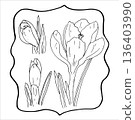 Spring crocus flower line art sketch drawing. Hand drawn botanical outline art 136403990