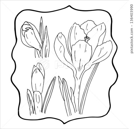 Spring crocus flower line art sketch drawing. Hand drawn botanical outline art 136403990
