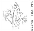 Whimsical botanical illustration of Daffodil flowers or Narcissus 136403992