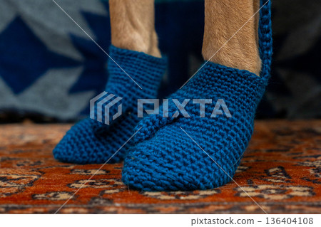 dog paws in knitted socks on the background 136404108