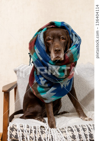 Labrador Retriever dog is sitting on chair, wrapped in a blanket.  136404114