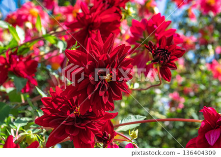在神奈川縣橫濱市港景公園的英式花園裡，深紅色的秋季大麗花盛開。 136404309