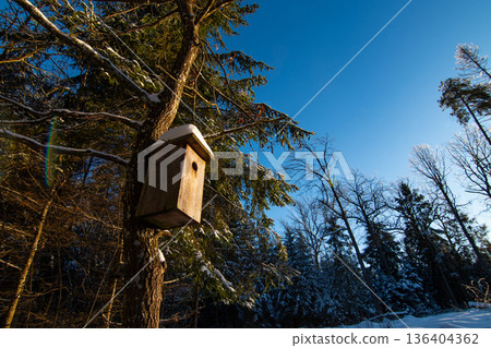 Birdhouse on the trunk of a tall pine tree under the snow, winter, forest, nature Birdhouse on the trunk of a tall pine tree under the snow, winter, forest, nature 136404362