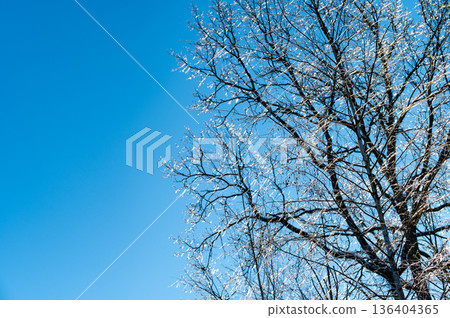 Nature patterns of frozen branches frost covered tree branches with snowy background Nature patterns of frozen branches frost covered tree branches with snowy background 136404365