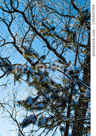 Nature patterns of frozen branches frost covered tree branches with snowy background Nature patterns of frozen branches frost covered tree branches with snowy background 136404366