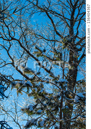 Nature patterns of frozen branches frost covered tree branches with snowy background Nature patterns of frozen branches frost covered tree branches with snowy background 136404367