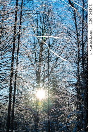 Nature patterns of frozen branches frost covered tree branches with snowy background Nature patterns of frozen branches frost covered tree branches with snowy background 136404368