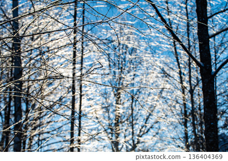 Nature patterns of frozen branches frost covered tree branches with snowy background Nature patterns of frozen branches frost covered tree branches with snowy background 136404369