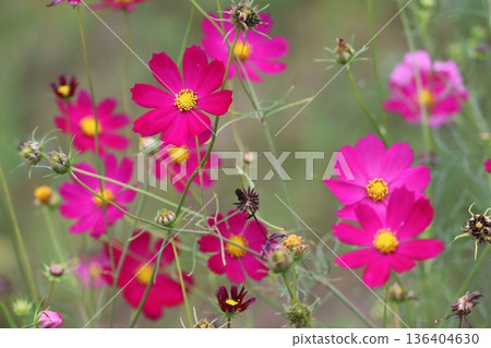 Cosmos flowers blooming in the autumn fields Cosmos flowers blooming in the autumn fields 136404630