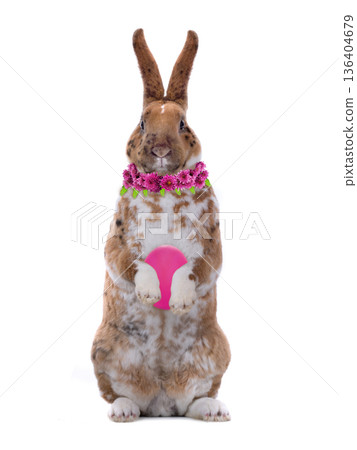 Easter bunny with egg and flowers isolated on white background Easter bunny with egg and flowers isolated on white background 136404679